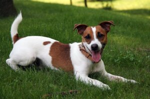 Jack Russell Terrier: Conheça agora tudo sobre a raça
