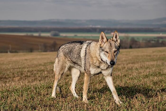 cão-lobo-checoslovaco amarelo-cinza