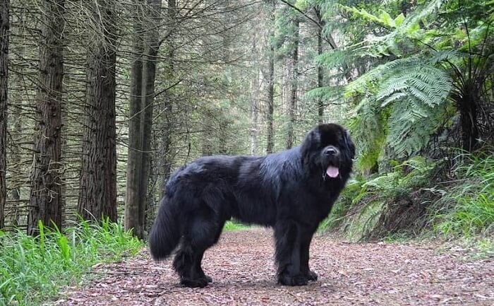 cão terra-nova preto andando na floresta