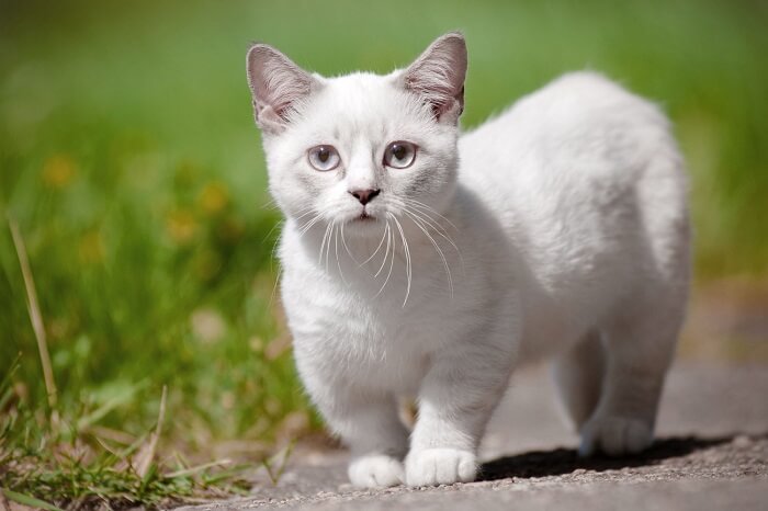 gato munchkin branco