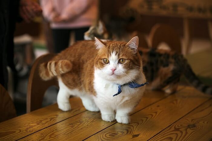 gato munchkin laranja e branco em pé