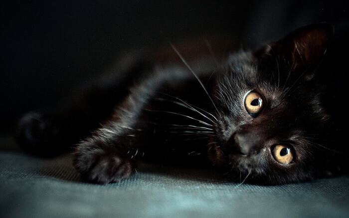 gato preto deitado