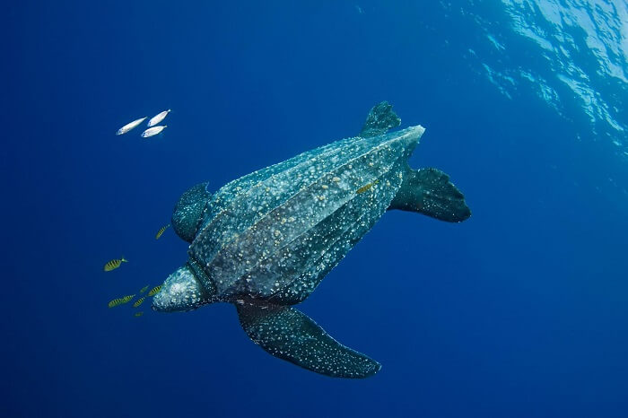 tartaruga-de-couro no mar