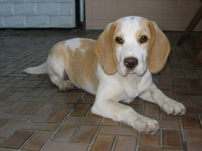 Beagle bronzeado e branco deitado no chão