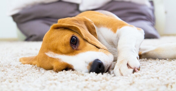 Beagle laranja e branco deitado no carpete