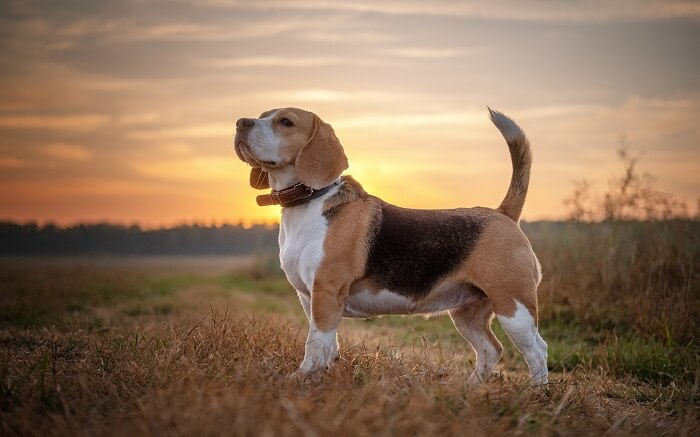 Beagle tricolor olhando o por do sol