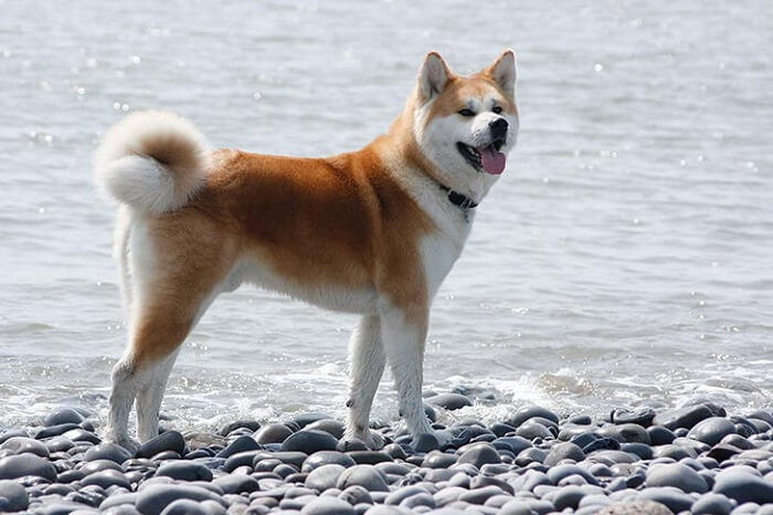 Cão Akita Inu na praia