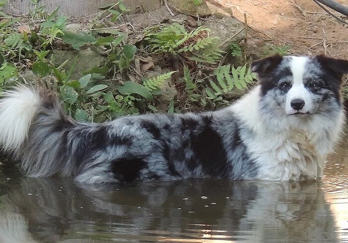 Cão Border Collie cores azul merle no riacho