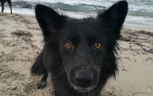 Cão border Collie preto na praia