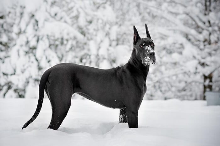 Dogue Alemão preto em pé na neve