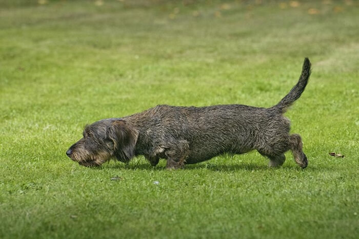 cão Dachshund tan farejando o gramado