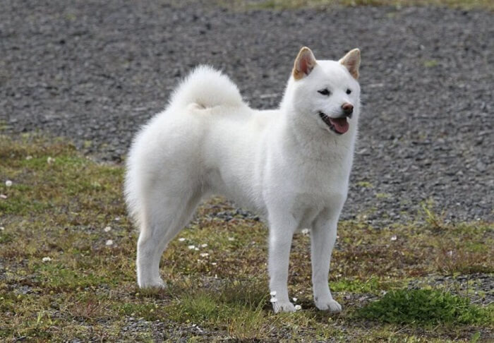 cão kishu inu branco em pé