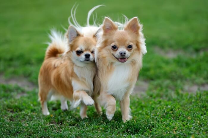 Dupla de cães chihuahua cores dourado e branco andando no gramado