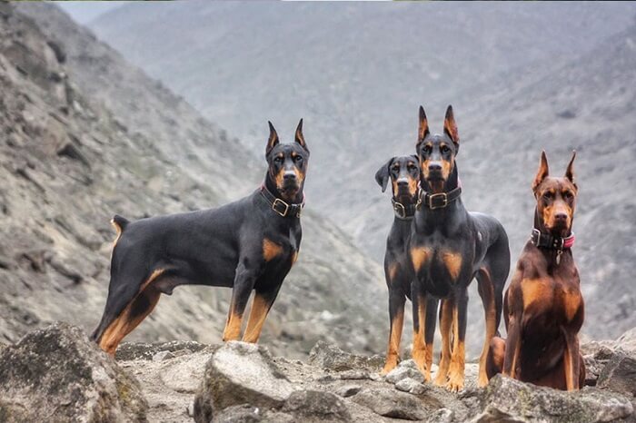 quarteto de cães doberman nas rochas