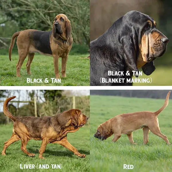 Bloodhound Conhe a Tudo Sobre A Ra a LALJOH
